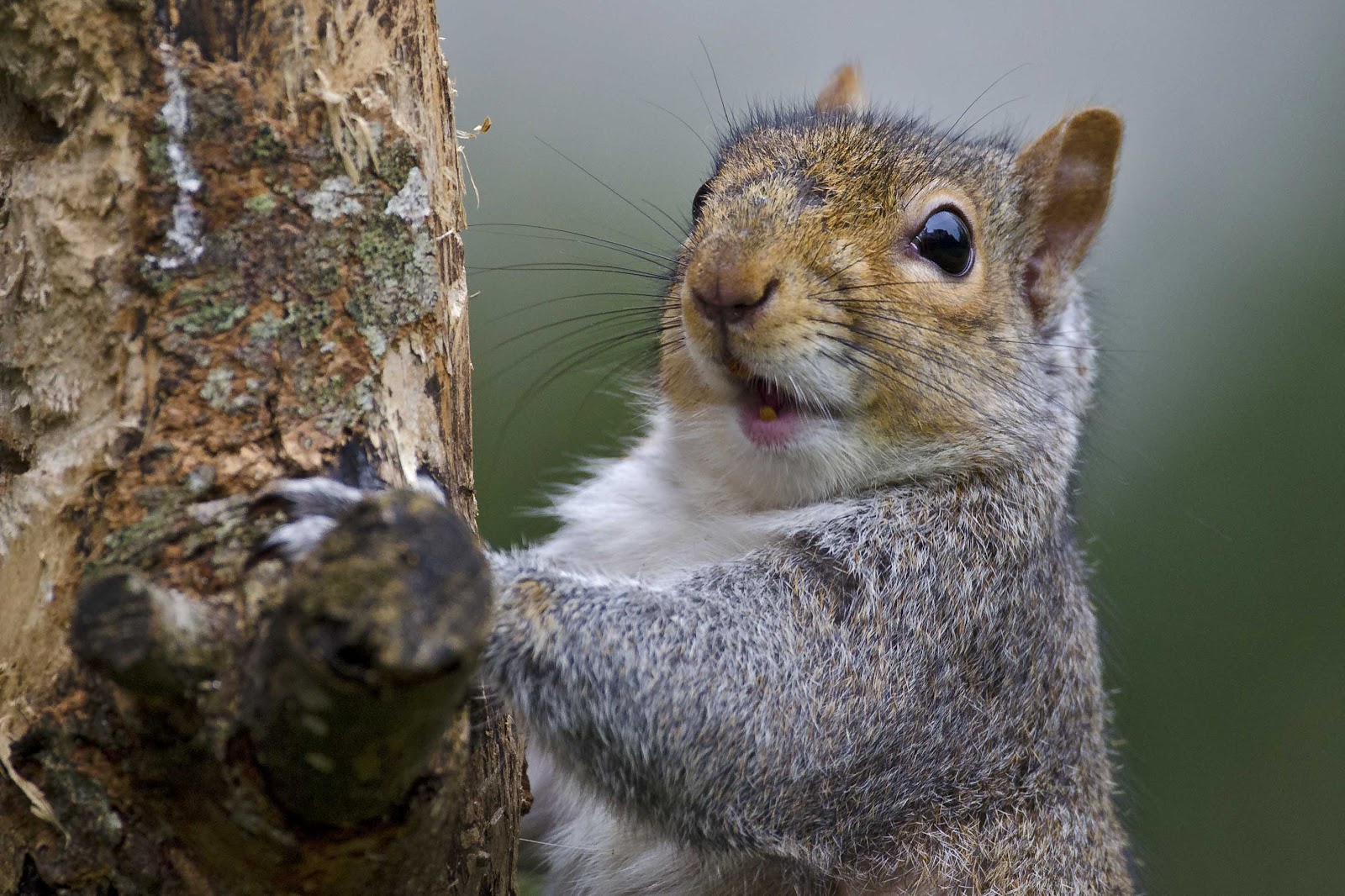 A Travel Photographer's Blog Birds and Squirrels