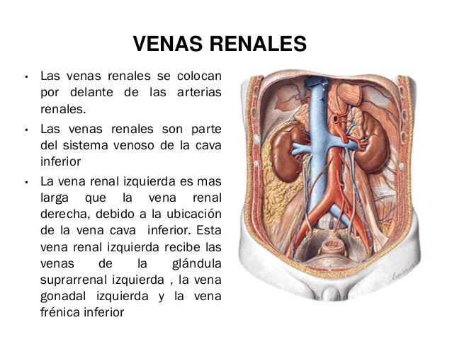 Función de la vena renal