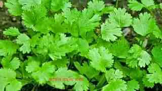 ধনে পাতার উপকারিতা,Amazing Benefits Dhone patar upkarira