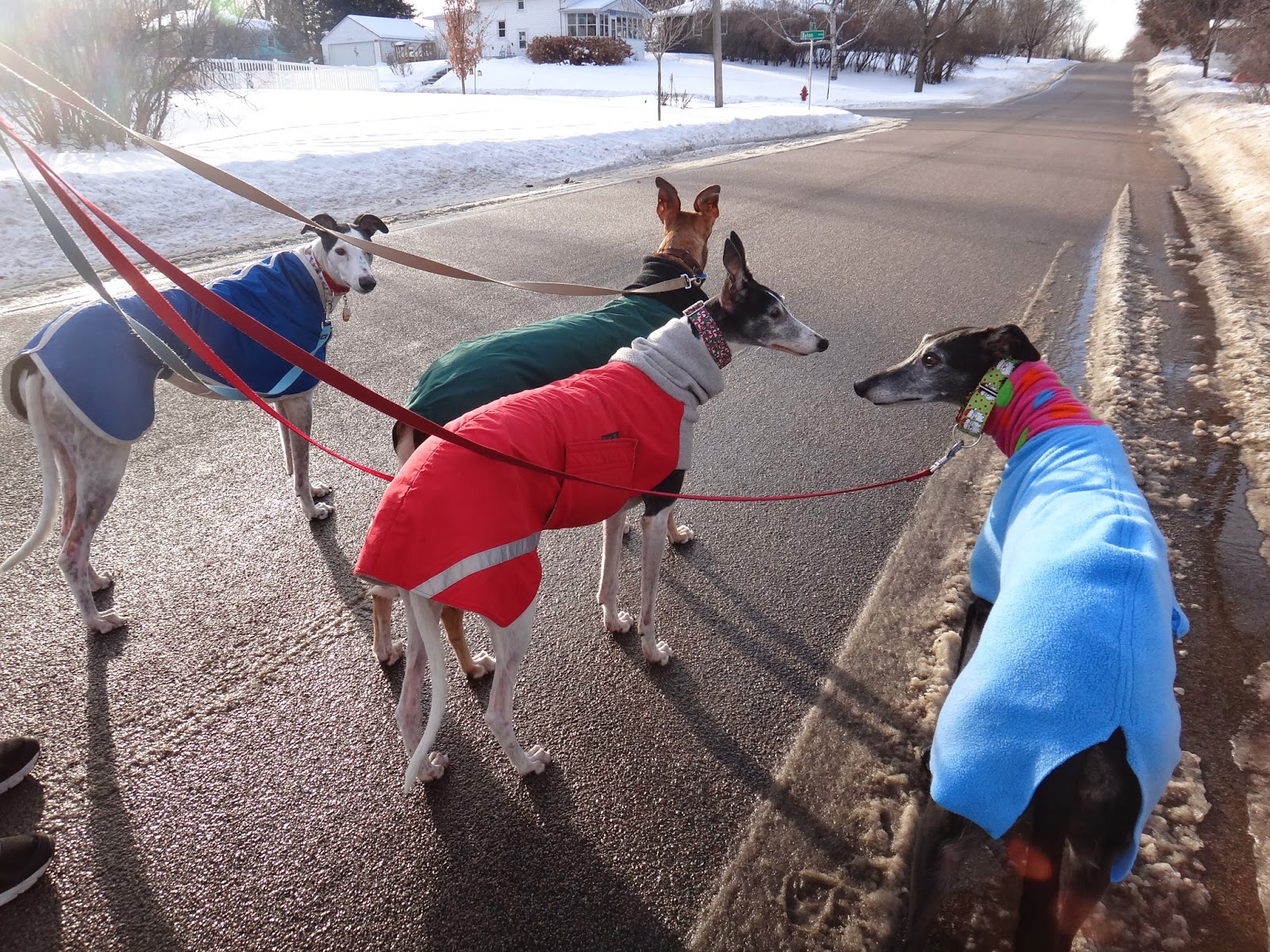 Northern Lights Greyhound Adoption Dog Blog Cold Weather Days