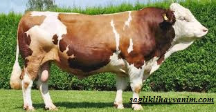 besicilik nedir besicilik nasil yapilir