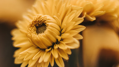 Yellow flowers, petals, bloom, macro