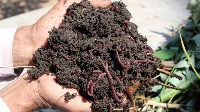 Complete information about vermicompost