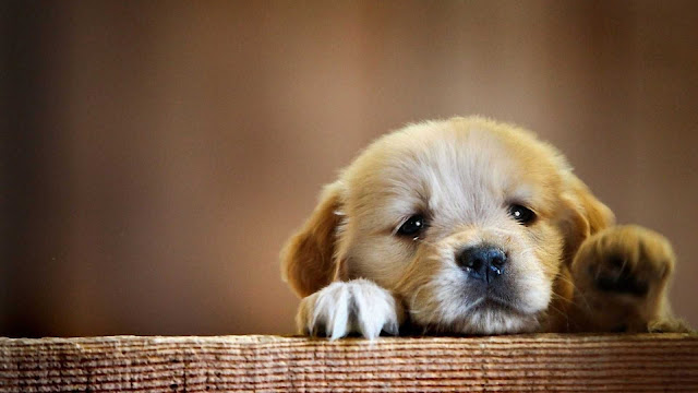 cute puppy wallpaper