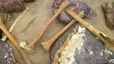 SFI: ossos de escravos voltam a aparecer na Praia de Manguinhos 5 aba744b9 5f64 4bc0 b988 02d7e5b7934f