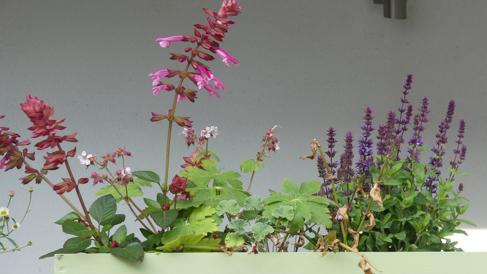 Luisengarten Balkonkästen