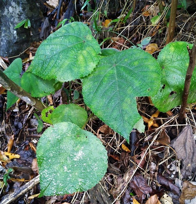 Dendrocnide moroides