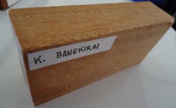 kayu bengkirai