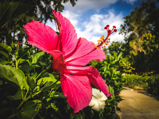 Natural Red Flower Of Hibiscus Or Rose Mallow Blooming In The Warmth Sunshine In The Garden At The Village