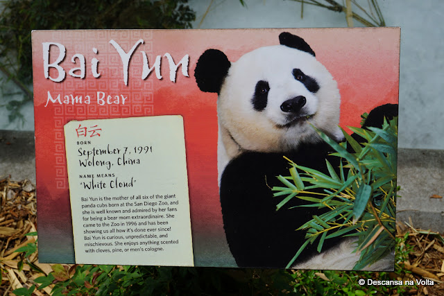 Panda Zoologico de San Diego