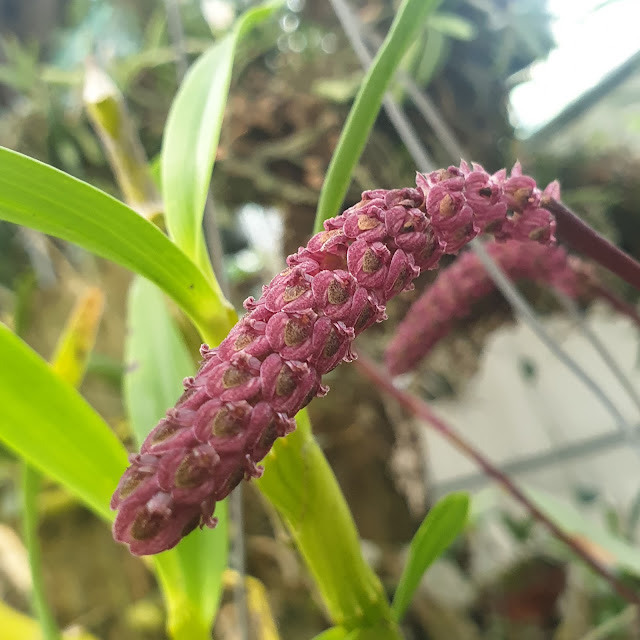 Bulbophyllum ustulatum