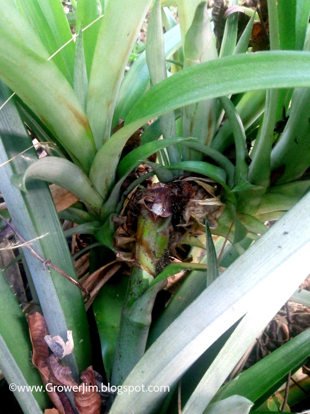 Garden Adventures Pineapple (Ananas comosus)