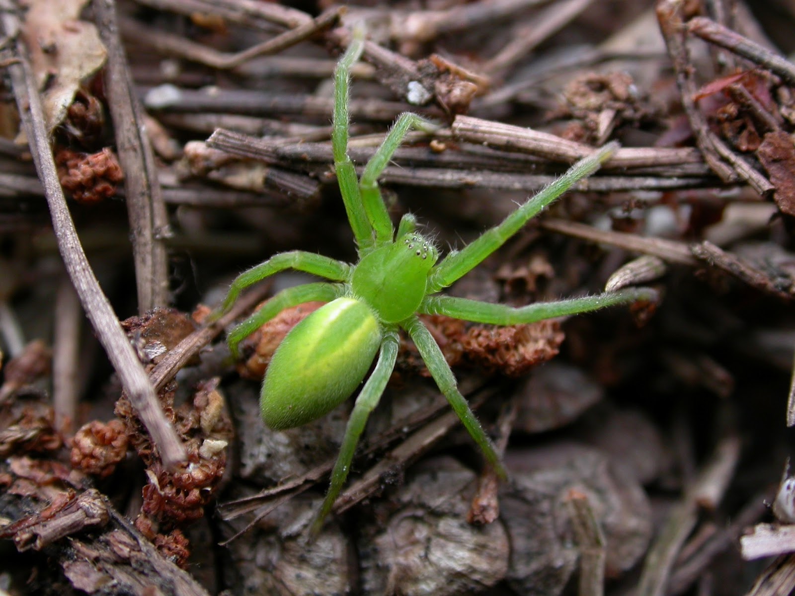 The Lyons Share Amazing massive luminous green spider