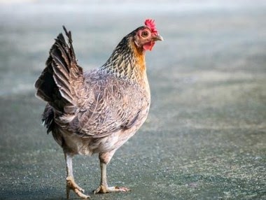 Penjelasan Arti Mimpi Ayam Betina Menurut Primbon Jawa Lepank Penjelasan Arti Mimpi Ayam Betina Menurut Primbon Jawa Lepank