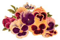 flowers pansy image illustration transfer digital download clipart