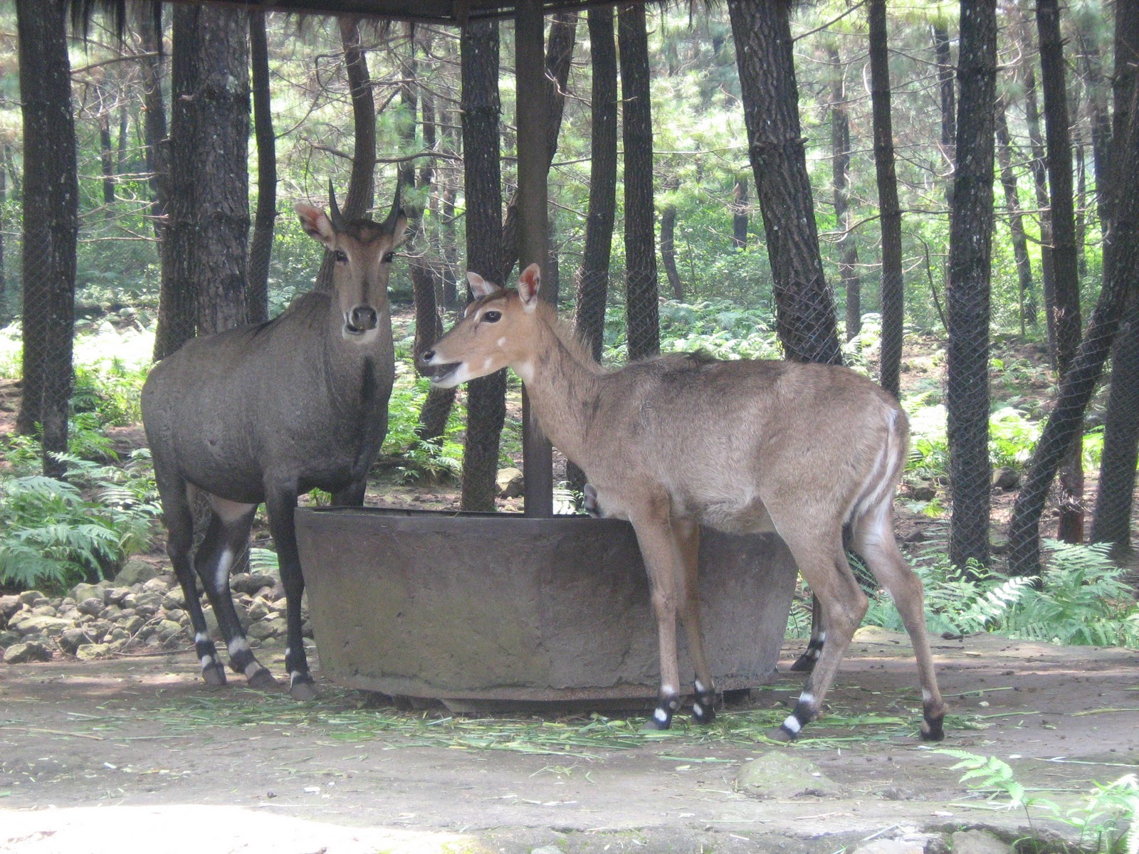 Taman Safari @ Malang, Jatim. | JAF Picture