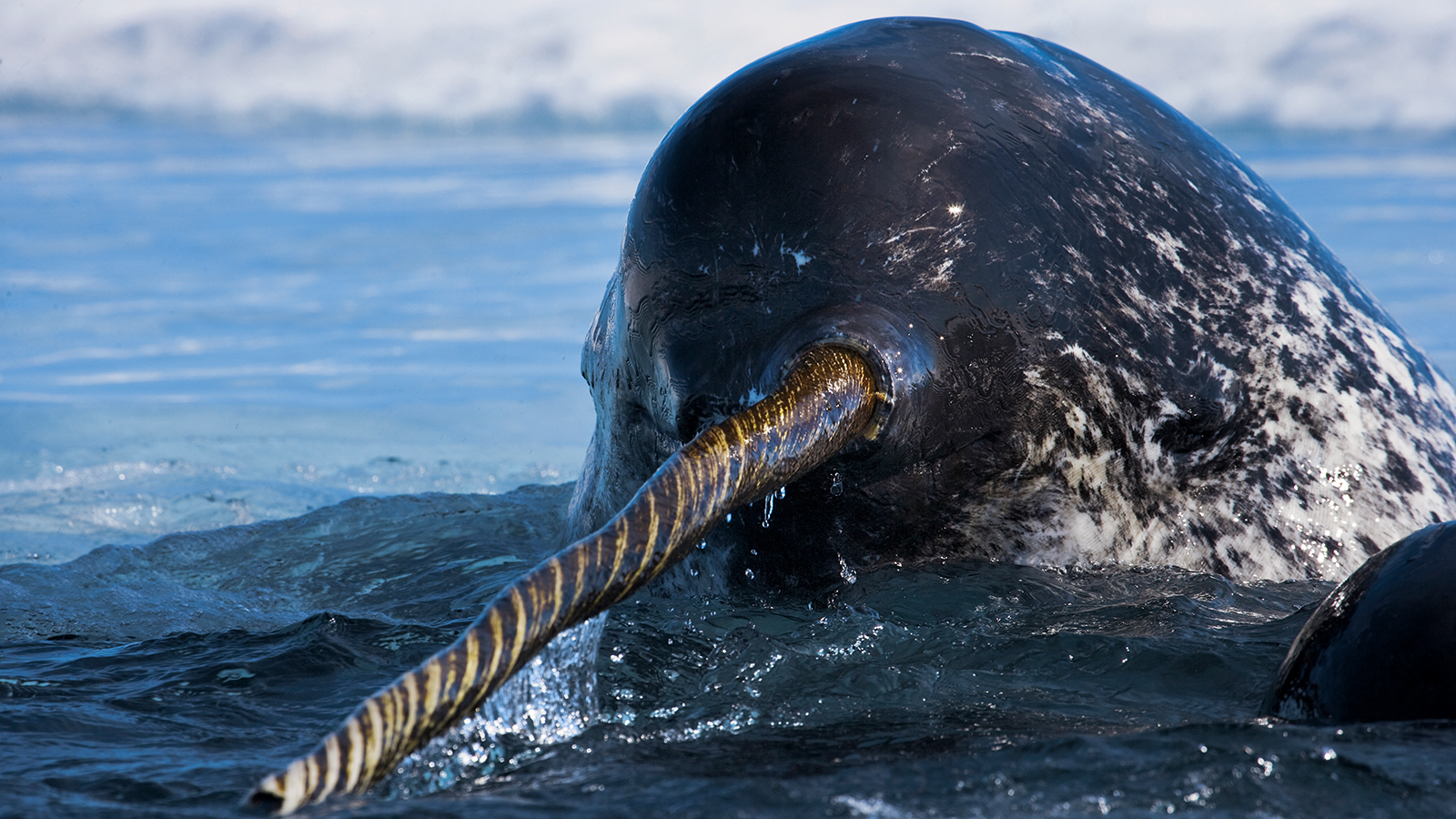 Narwhal the Unicorn of the Sea Earth Blog Narwhal the Unicorn of the Sea Earth Blog
