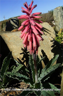 Veltheimia capensis - South of Oudtshoorn