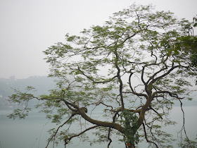 tree at the Changjiang Reservoir (长江水库) in Zhongshan, China