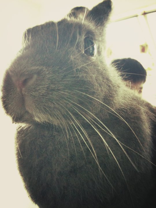 The Rehomers ADOPT Chubbi Bunni calm, sweetnatured, pottytrained