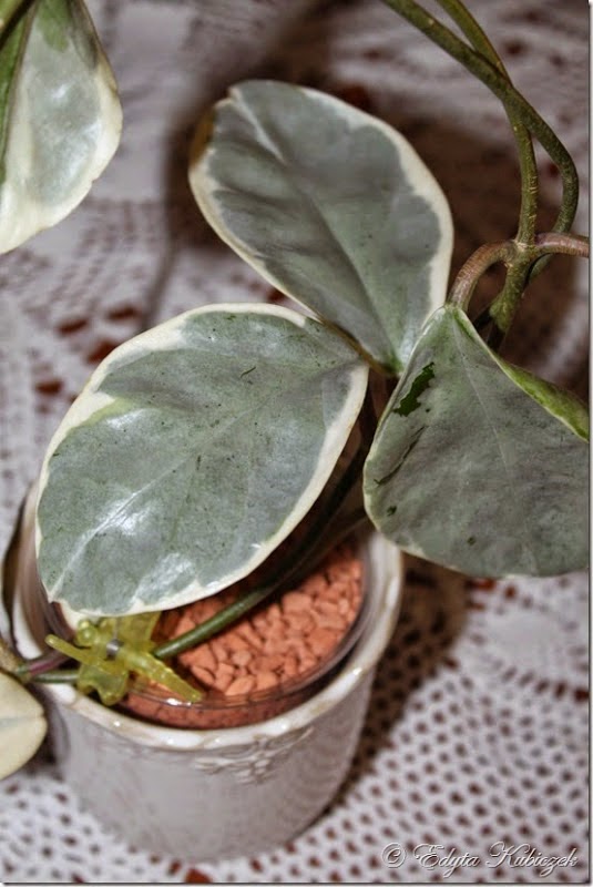 Хойя аргентина принцесса