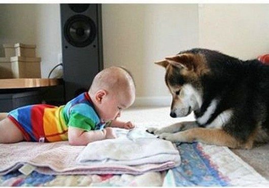 funny dog and baby picture