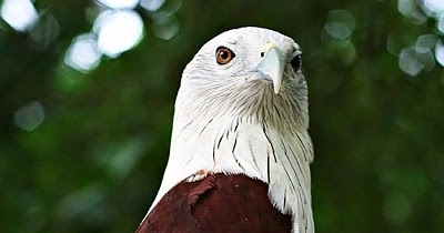 Descriptive essay about an eagle picture