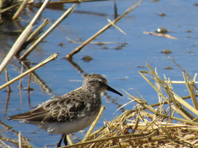 Colusa National Wildlife Refuge California