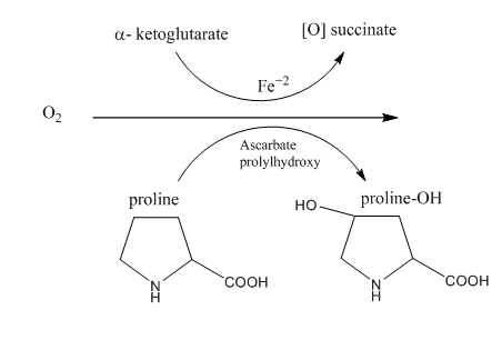 هيدروكسي برولين و هيدروكسي لايسين  Hydroxy lysine & Hydroxy proline