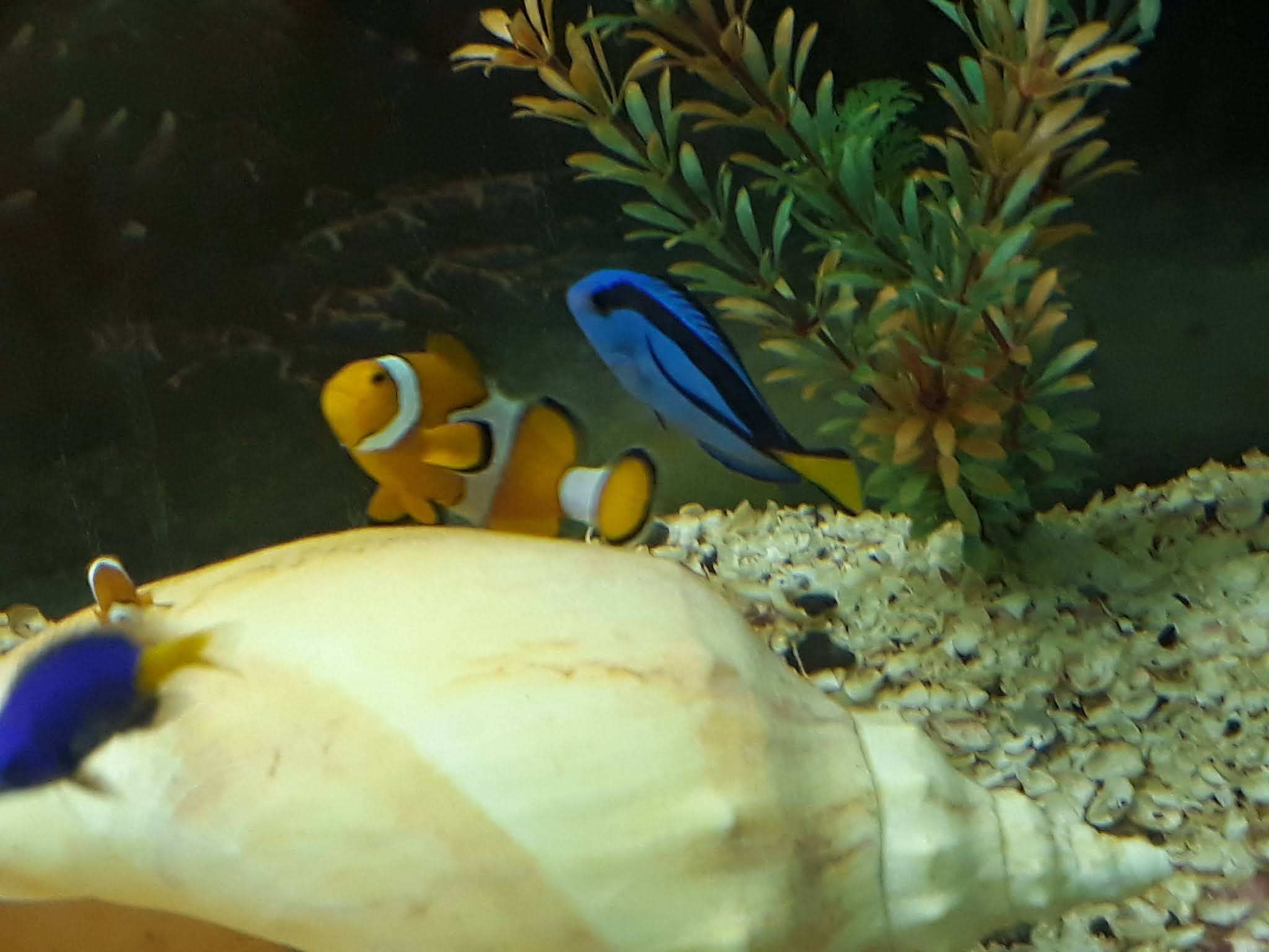 o que fazer em mendoza dois peixes de agua doce, um azul e outro laranja