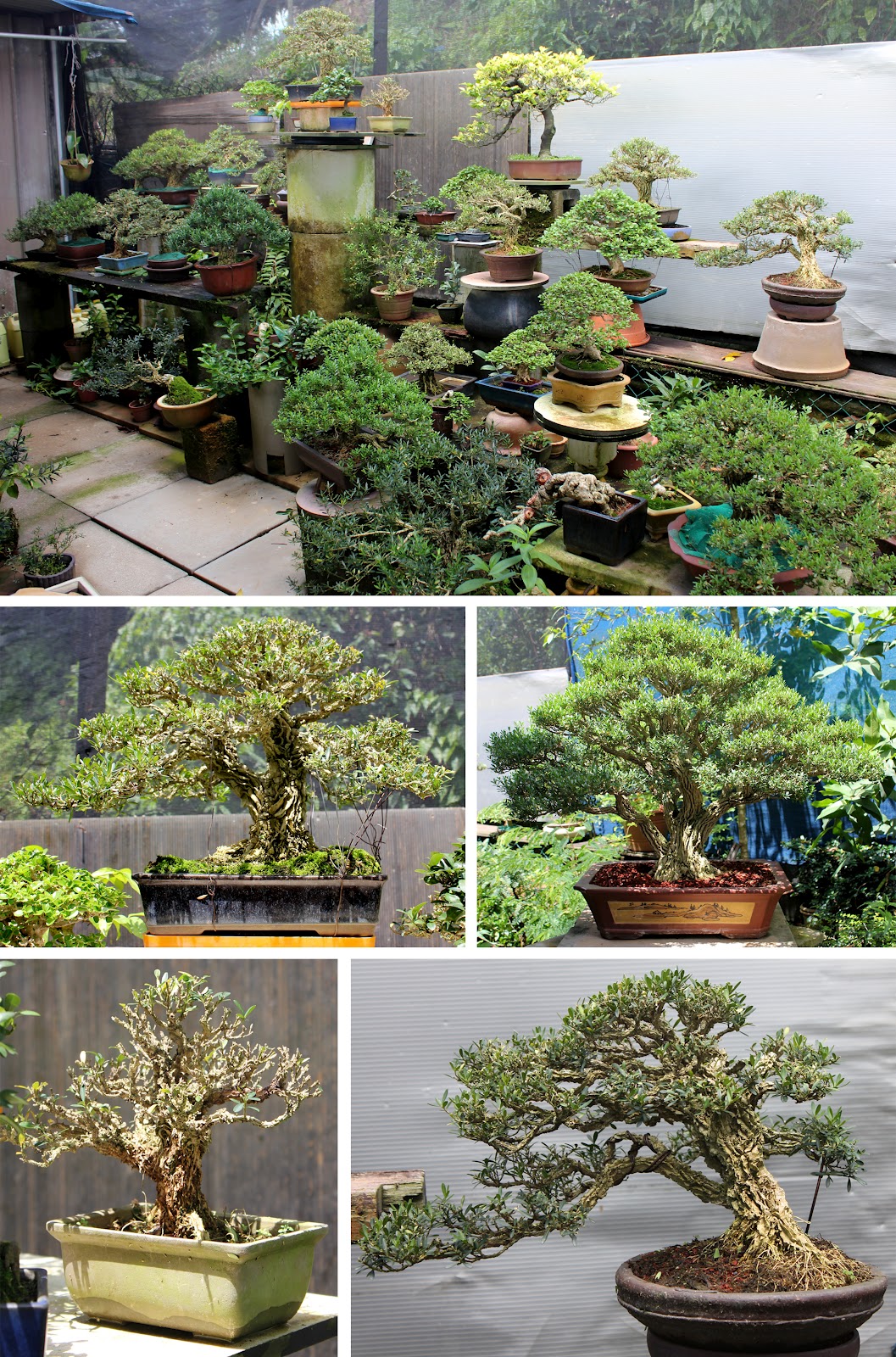 Bonsai Skosh Cheng Tai Nursery, Singapore