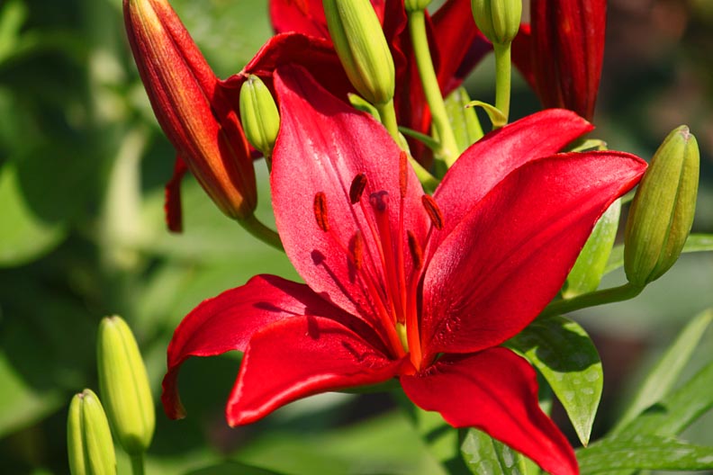 JOYFUL REFLECTIONS: Lilies in our Yard--Part I