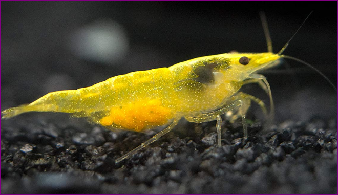 Neon Shrimp Jenis Udang Hias yang Bisa Mempercantik Aquascape