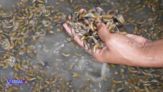 Contoh Hewan Mollusca Kupang