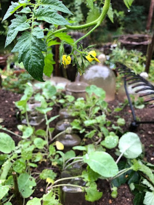 蝶々の幼虫に食べられたルタバガの苗。Rutabaga seedlings.