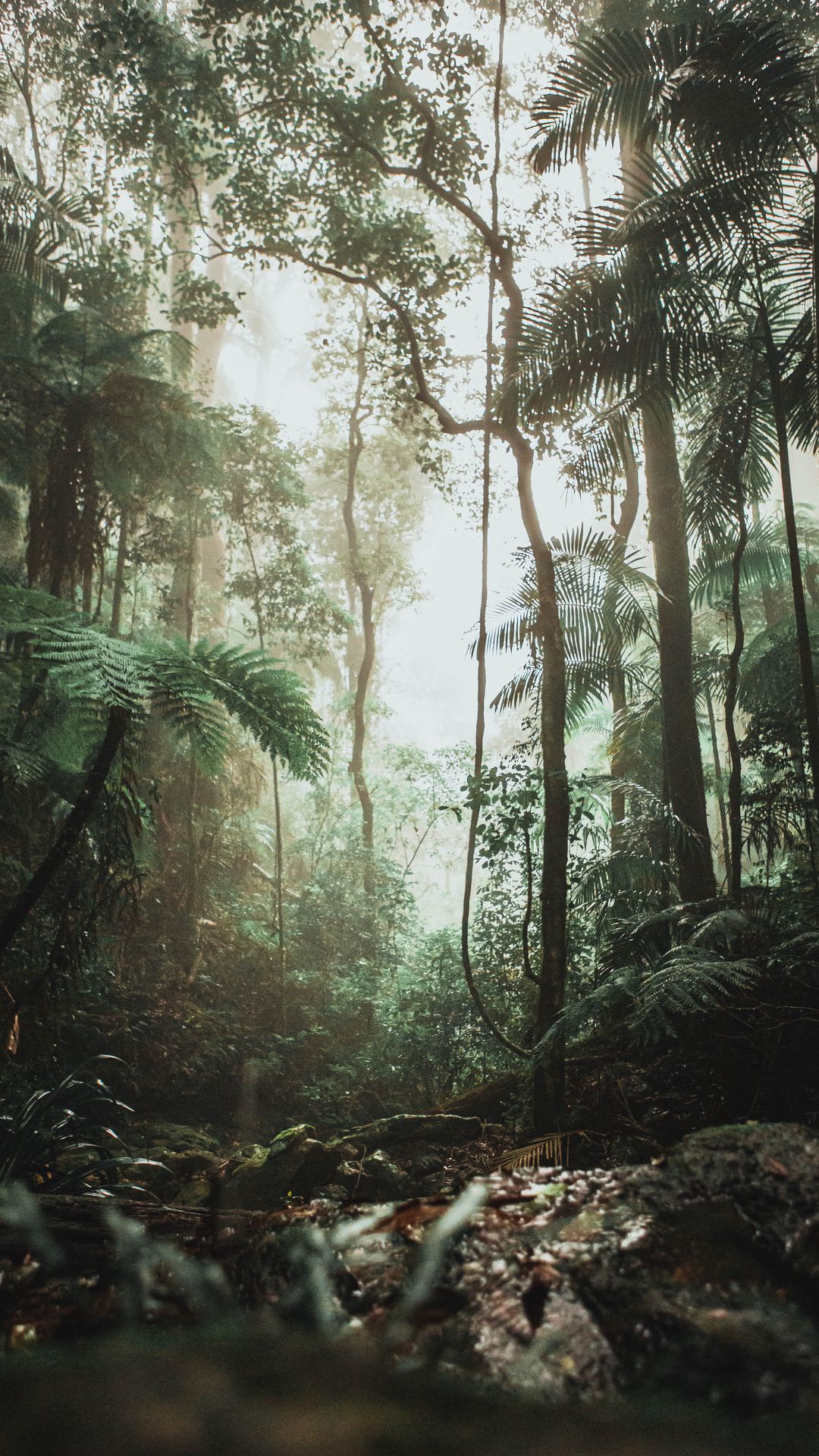 Wallpaper Jungle, Trees, Forest, Liana - XFXWallpapers