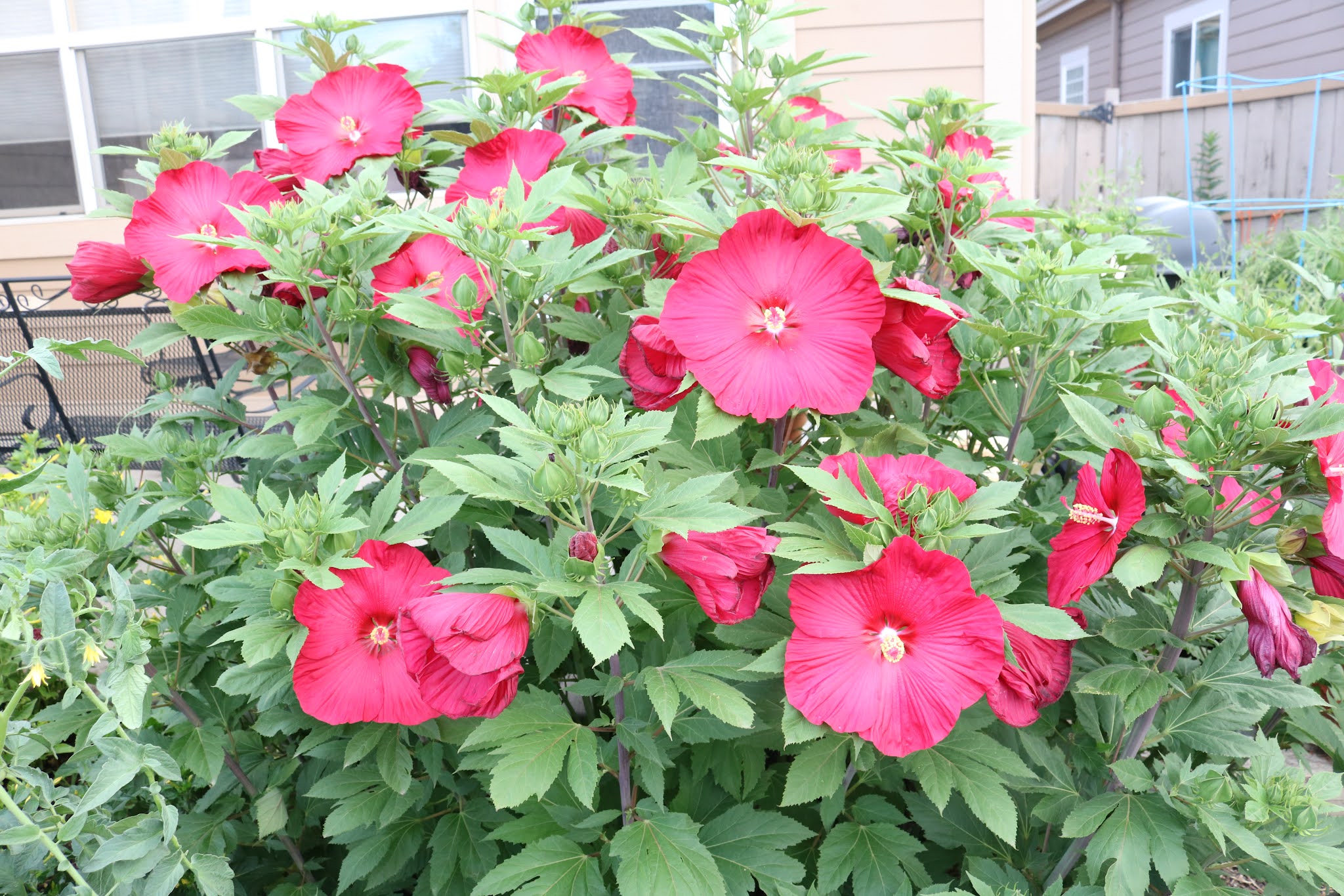 The Flower Bin Now’s the Time to Plant Hardy Hibiscus