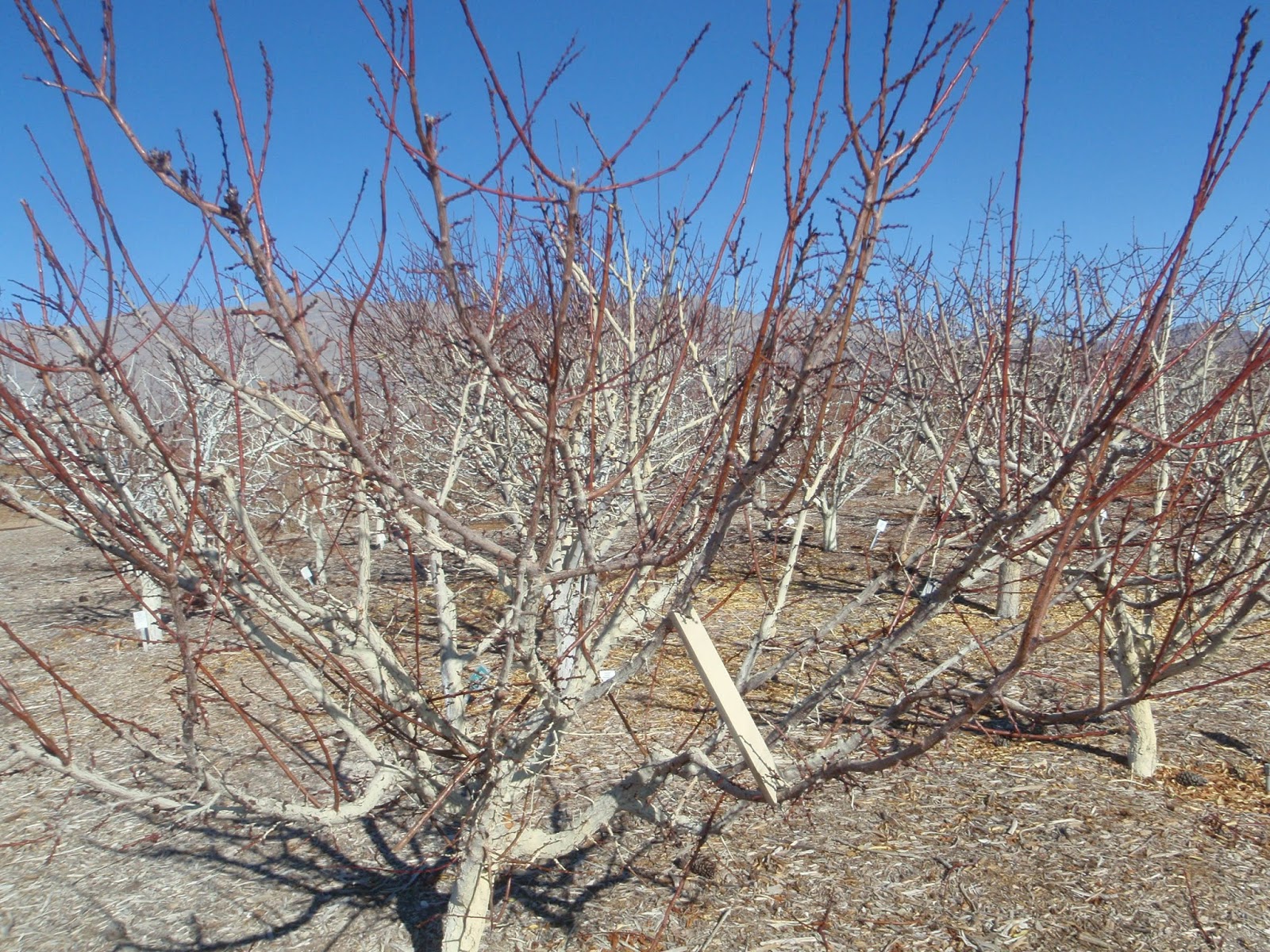 Xtremehorticulture of the Desert Use Limb Spreaders on Fruit Trees Now