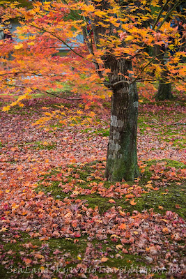 東福寺紅葉 東福寺紅葉