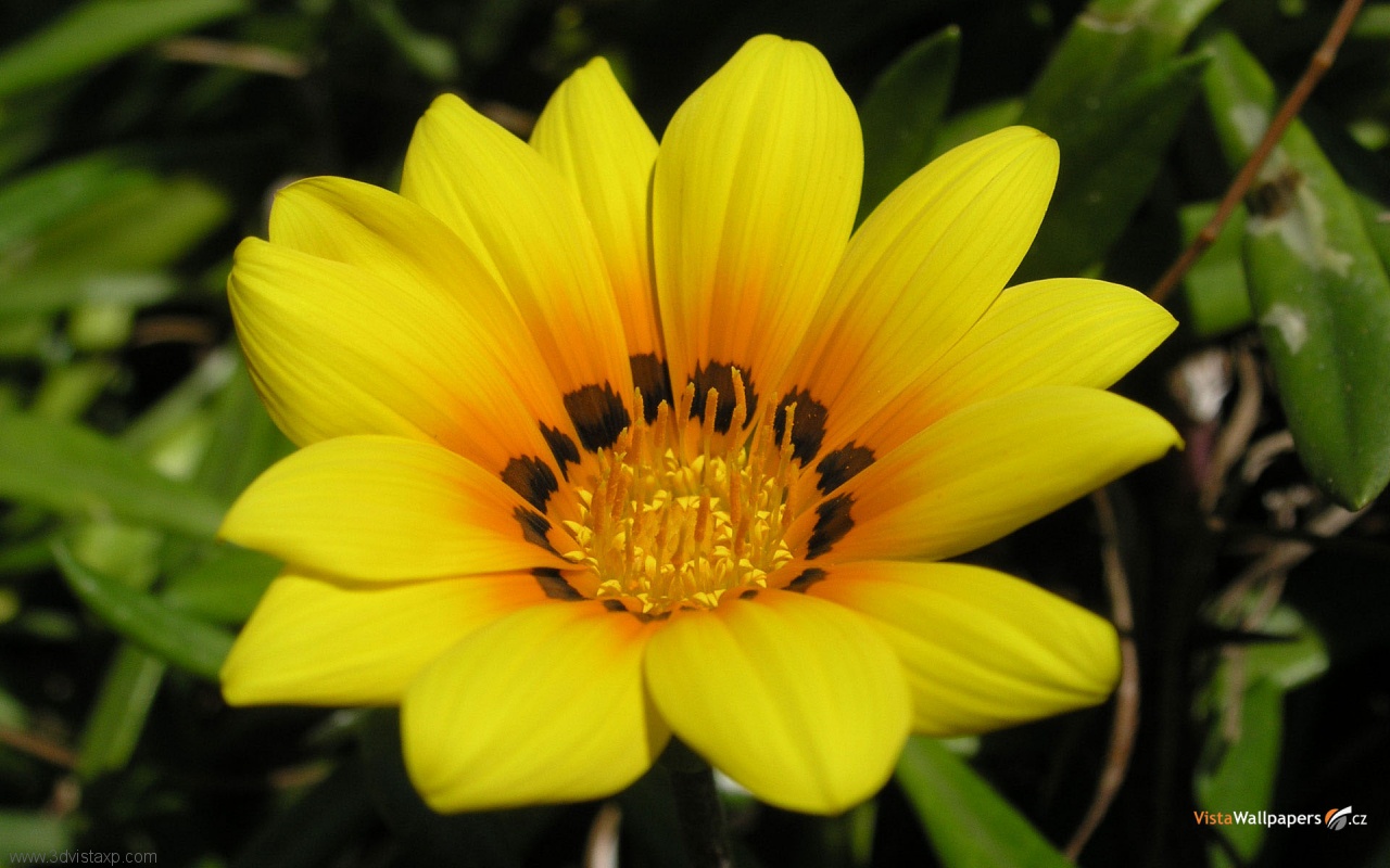 Magec Fatamor: Free download Flower Wallpapers, Beautiful flower ...