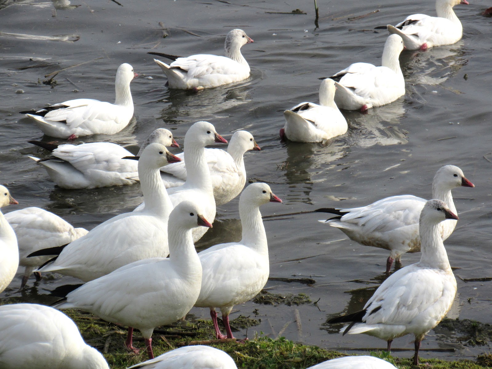 California's Great Goose Lineup Ross's Geese