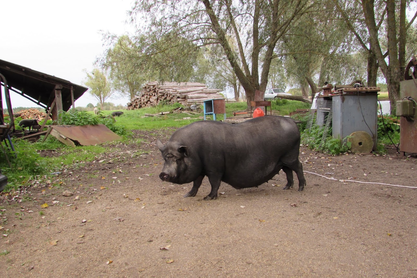 Сельская свинья. Вьетнамская вислобрюхая свинья. Свинья в деревне. Свинья деревенская. Деревенские поросята.