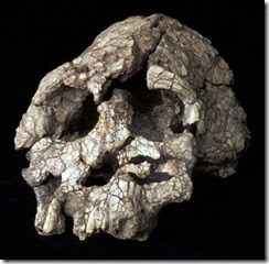 skull Kenyanthropus