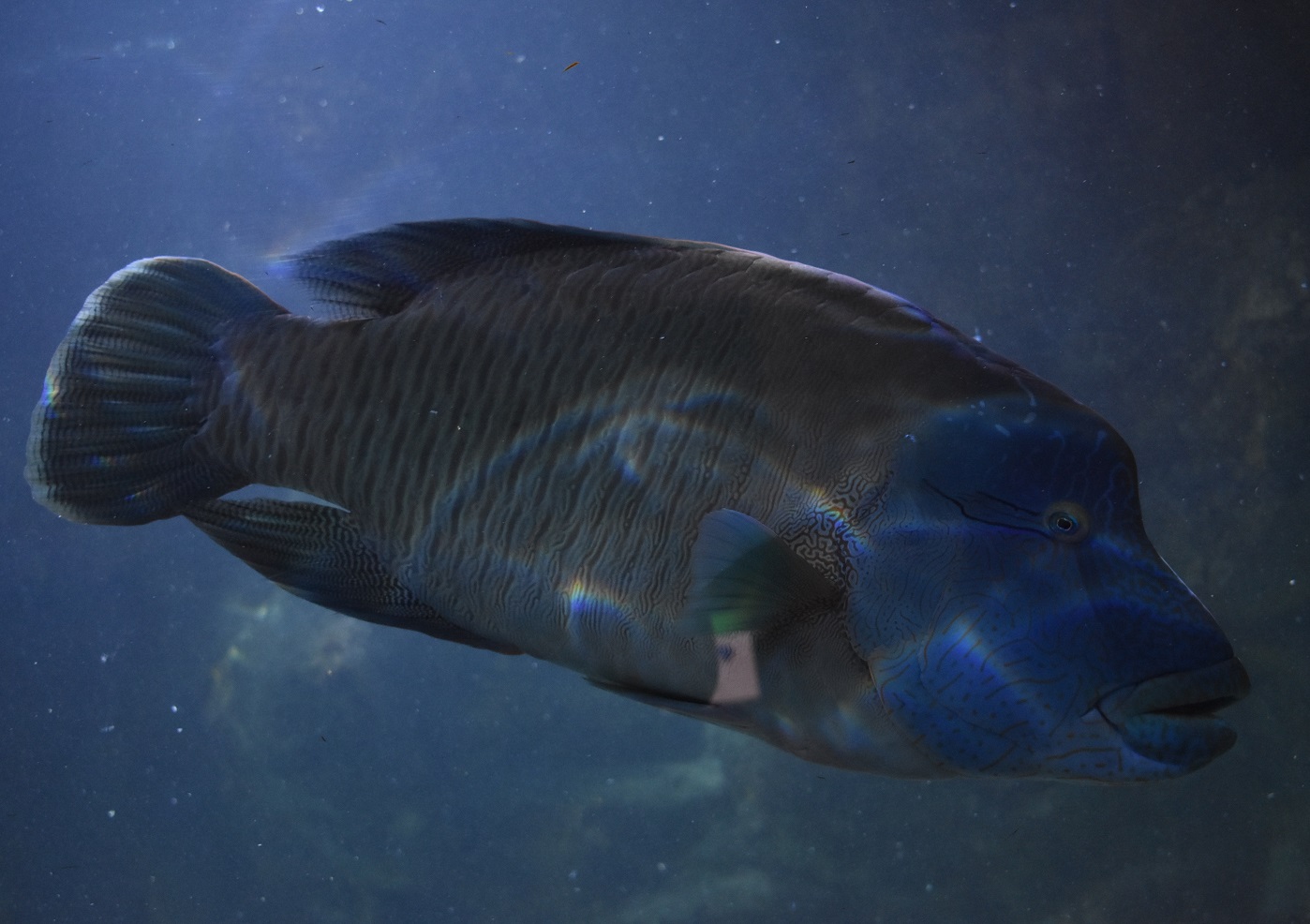 ZOOTOGRAFIANDO (6.096 ANIMALS): PEZ NAPOLEÓN / HUMPHEAD WRASSE