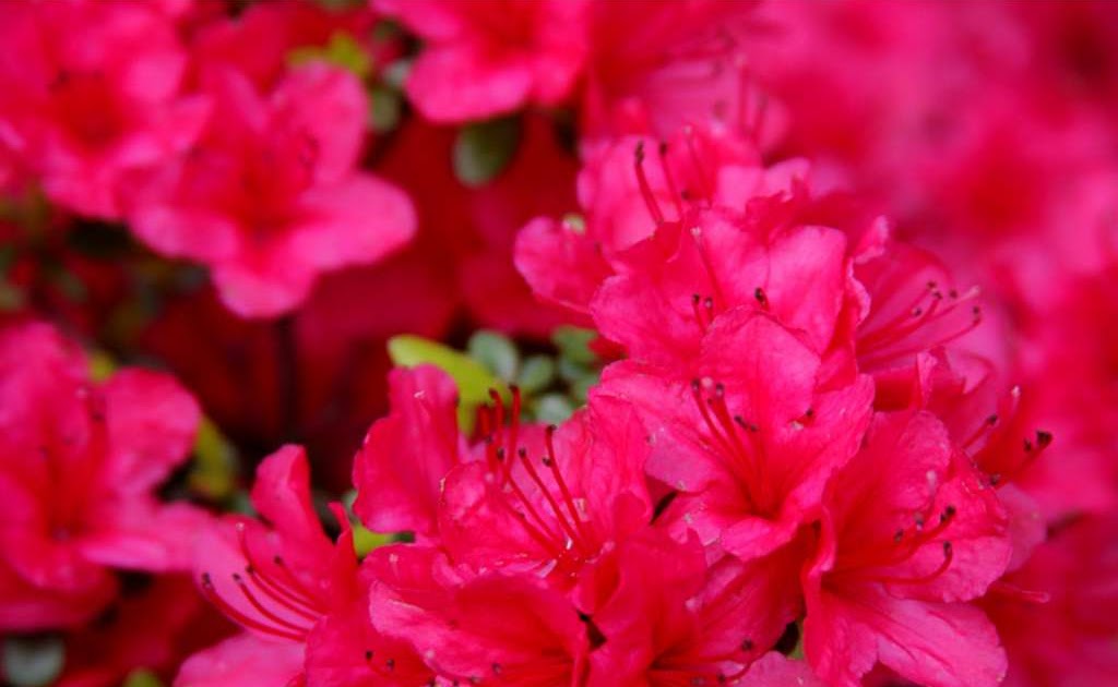 UK Gardening How to prune Azaleas