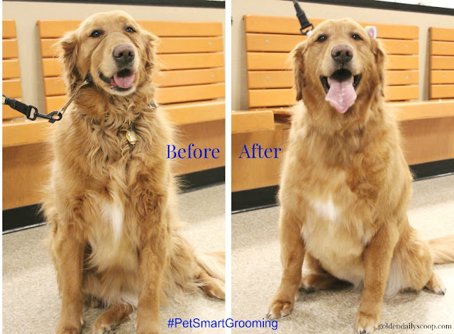 PetSmart, grooming, Spring Makeover, before and after, golden retriever