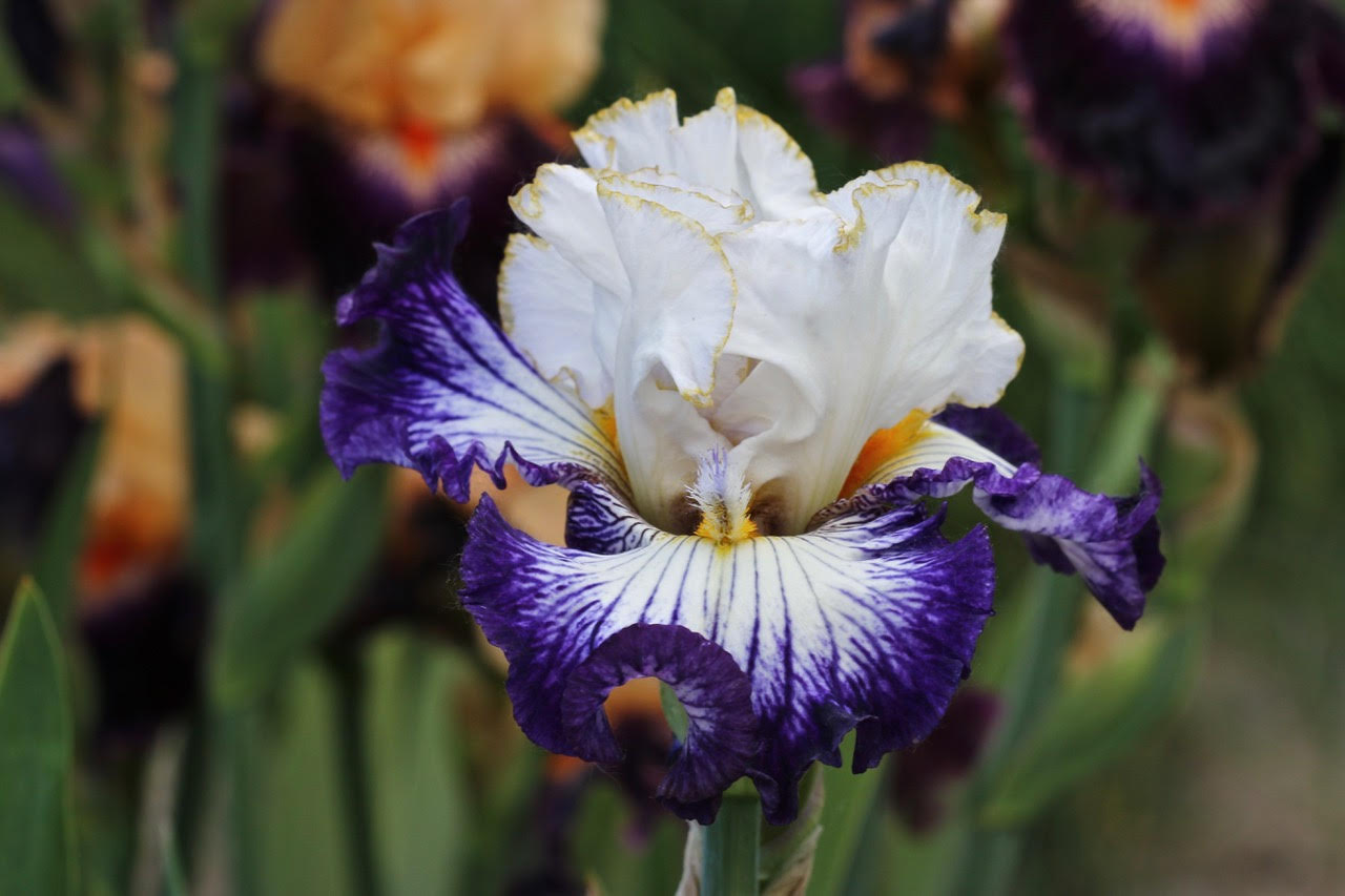 World of Irises Novelty Iris
