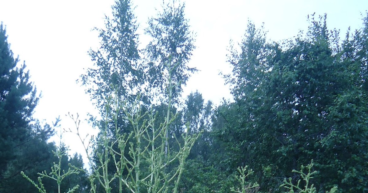 šis tas apie šį tą (1192) Visiškai tarp kitko tinklaraštis nelyg