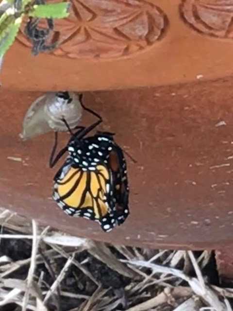 Monarch Chrysalis- butterfly emerging