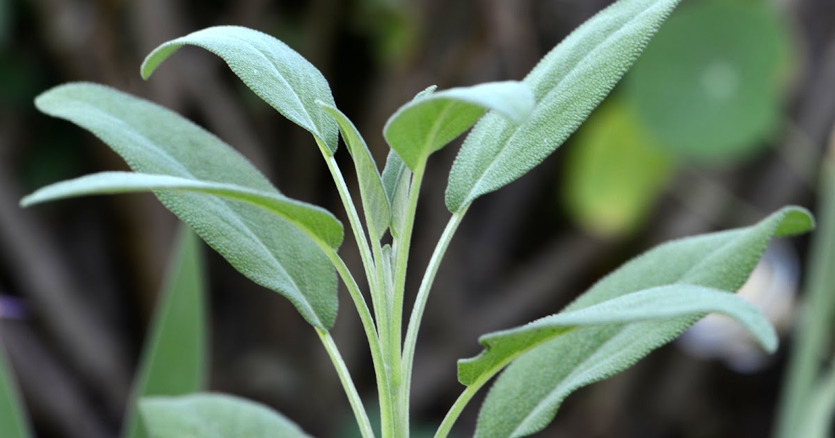 Real World Gardener A Bit of Sage, Coriander and Masses of TriColoured